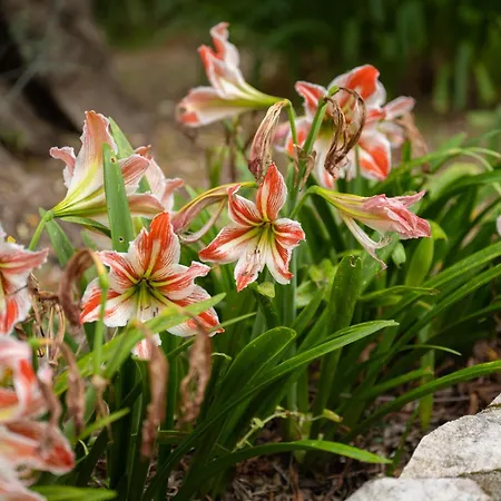 La Vigna 3* Peschici